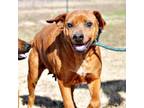 Adopt Maria a Labrador Retriever, Hound