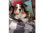 Adopt Shadow a Australian Shepherd