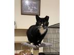 Adopt Mamacita a Manx, Tuxedo