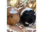 Adopt Harmony + Joy a Guinea Pig