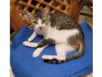 Adopt Pearl a American Shorthair