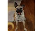 Adopt Lisa a Akita, Pug