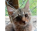 Adopt Cindy Sue a Tabby