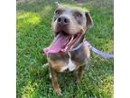 Adopt LILY a Pit Bull Terrier