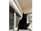 Adopt BoBo a Domestic Short Hair