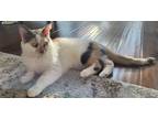 Adopt Paisley a Dilute Calico, Domestic Short Hair