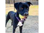 Adopt Terri a Pit Bull Terrier, Labrador Retriever