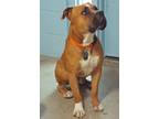 Adopt Nacho a Boxer, American Staffordshire Terrier