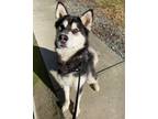 Adopt 35942- Grizzly- 3 Years Old a Siberian Husky