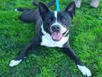 Adopt SHOWTIME a Border Collie, Mixed Breed