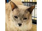 Adopt ASPEN a Siamese