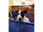 Adopt Snoopy-Hesperia, CA a Dalmatian, Great Dane