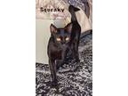 Adopt Squeaky - OPP a Bombay, Domestic Short Hair