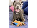 Adopt Logan a Labrador Retriever, Pit Bull Terrier