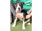 Adopt Rock Star a Pit Bull Terrier, Mixed Breed