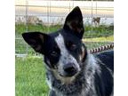 Adopt Hank a Australian Cattle Dog / Blue Heeler