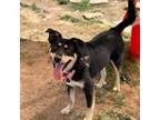 Adopt Newton a Shepherd, Mixed Breed