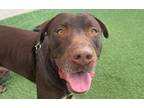 Adopt PIKE a Labrador Retriever, Mixed Breed