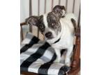 Adopt Summit a Jack Russell Terrier, Boston Terrier