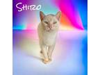 Adopt Shiro a Domestic Short Hair