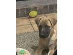 Adopt Duke 11-13-2023 a German Shepherd Dog