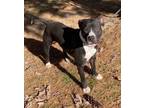 Adopt Fabio a Pit Bull Terrier, Mixed Breed