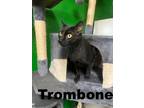 Adopt Trombone a Domestic Short Hair