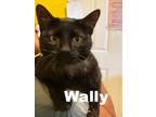 Adopt Wally/Shade a Domestic Short Hair