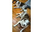 Adopt Gizmo & Jasper (Courtesy Post) a Australian Shepherd