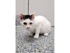 Adopt Mallow a Domestic Short Hair