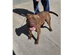 Adopt Jayce a Staffordshire Bull Terrier