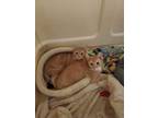 Adopt Blaze & Jessie a American Shorthair