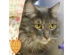 Adopt Sweet Willy a Domestic Long Hair, Domestic Short Hair