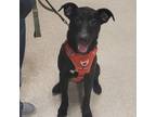 Adopt Ziegler a Black Labrador Retriever, Mixed Breed