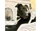 Adopt Deacon a Labrador Retriever
