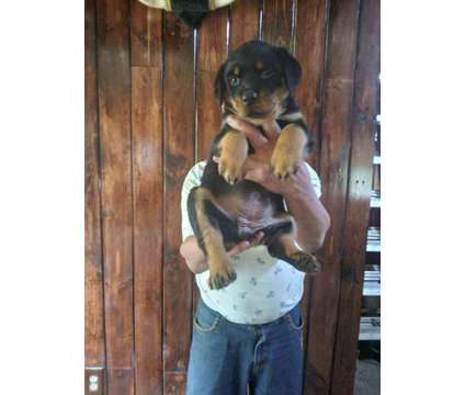 Male Rottweiler Puppy is a Male Rottweiler For Sale in Cuba NY
