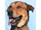 Adopt Randy a Mixed Breed