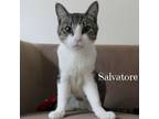 Adopt Salvatore a American Shorthair