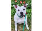 Adopt Capone a Pit Bull Terrier