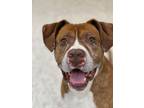 Adopt River a Pit Bull Terrier