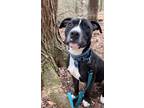 Adopt Finnigan a Pit Bull Terrier