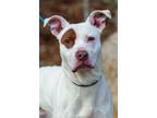 Adopt Packston a Pit Bull Terrier, Hound