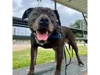 Adopt Lambert a Pit Bull Terrier