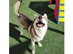 Adopt Tate- $75 Adoption Fee! Diamond Dog! a Husky