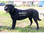 Adopt Murphy a Retriever, Mixed Breed
