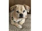 Adopt BAGBY in AZ a Border Terrier