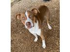 Adopt Scooby a Pointer, Brittany Spaniel