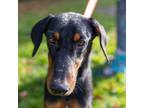 Adopt Lankin - Local June 14-16 a Doberman Pinscher