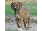 Adopt Doogie a Mixed Breed, Black Mouth Cur