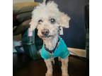 Adopt Buddy Lee a Poodle
